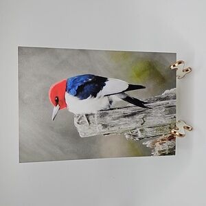 Red Headed Woodpecker on a Limb Print‎